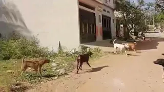 Dogo Argentino vs Street Dogs 😡 in aggressive mode 😡