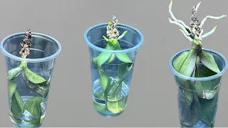 Planting Rootless Orchid Leaves in Water Instantly Revives Magically