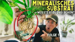 Was du über mineralisches Substrat für Zimmerpfanzen wissen solltest 😱Folge 1 Mineralisches Substrat