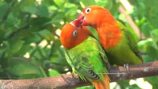 Lovebird Chirping Sounds - Two Green Opaline