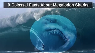 9 Colossal Facts About Megalodon Sharks