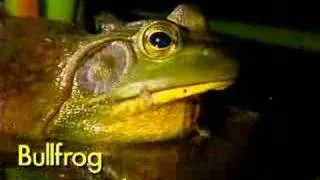 Frog Calls