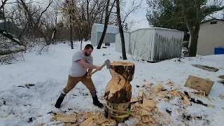 21" white pine, chopping with some training fatigue today.