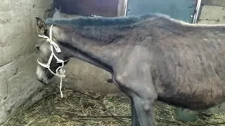 Лечение колик у лошади