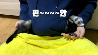 집사 주머니가 본인 집인 줄 아는 페럿 ㅋㅋㅋㅋ