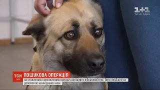 У Києві кілька днів розшукували пса, який разом з армійцями їхав на фронт, але загубився на вокзалі