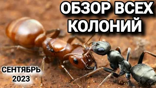 Обзор всех колоний (сентябрь 2023). #МуравьиЯрославль