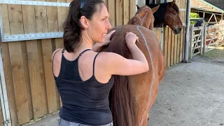 Massage pour chevaux, l’essentiel