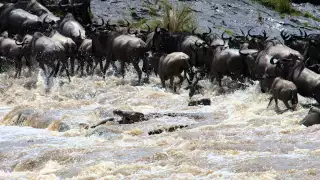 Wildebeest Crossing: Iconic Africa