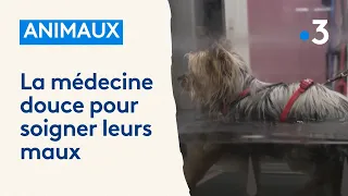 Vétérinaires : soigner les animaux avec de la médecine douce