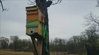 Setting a swarm trap