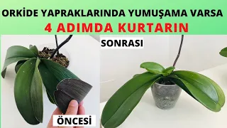 Orkide Yaprağında Yumuşama Sebepleri Ve Çözüm Önerileri/Orkide Bakımı/Orkide//Orkide Köklendirme