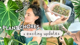 Productive Plant Chores + EXCITING Updates 😆 Fun Repotting, Propagating + Rehabbing