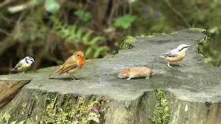 Videos for Cats : Bird World and A Cheeky Mouse