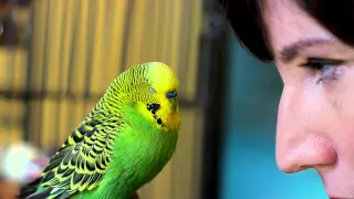 Disco the Talking Parakeet - Pets Wild at Heart