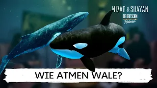 Wie atmen Wale? | #285 Nizar & Shayan Podcast