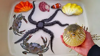 Finding hermit crab and ornamental fish, crab, conch, snail, shell, starfish, octopus, abalone snail