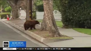 More bears spotted roaming Sierra Madre streets