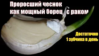 Как проросший чеснок спасает жизни и борется с раком