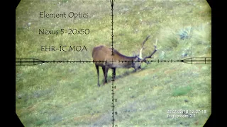 Majestic Wild Red Stag Vs 7mm Rem Mag. Pre ROAR deer hunting NZ. Epic shot seen through the scope!