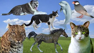 Facts about Farm Animals, Cow, Horse, Pig, Duck, Animal Sound, Chiken, Giraffe, Elephant, Cat, All