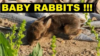 🐇 Baby Rabbits Stumbling in Yard! - (Cute Wild Baby Rabbits)