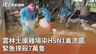 雲林土庫雞場染H5N1禽流感  緊急撲殺7萬隻｜20240301 公視中晝新聞