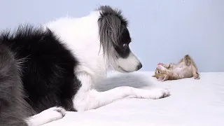 Big Dog VS Tiny Kitten