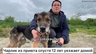 Чарлик уехал домой спустя 12 лет жизни в приюте «Щербинка». Проект помощи животным Собака Юзао