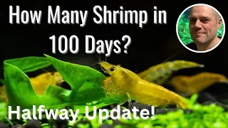 100 Day Shrimp Breeding Challenge - Halfway Point Update
