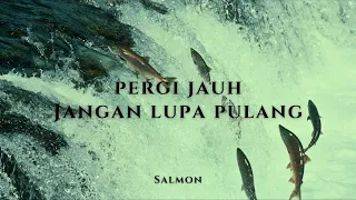 Salmon  - Pergi, kembali dan mati