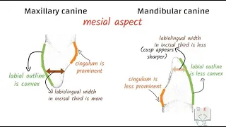 Differences between Maxillary Canine & Mandibular Canine