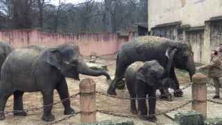 Gleich zwei neue Elefanten-Babys im Zoo Hannover [28.12.2016]