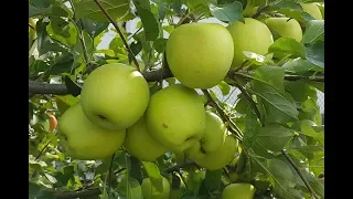 Яблоня Голден Делишес / Apple Golden Delicious /