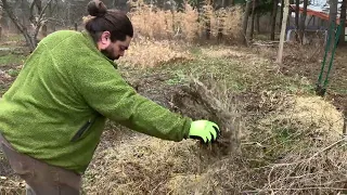 Osage Orange - Simple Method for growing from seed