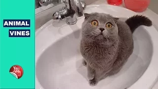 TRY NOT TO LAUGH or GRIN | Funny Animals Cat Vines Compilation 2017 - Funny Animal Vines