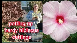 potting up hardy hibiscus cuttings