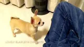 5 months old Chihuahua 11 tricks