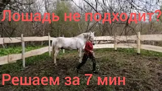 Лошадь не подходит в леваде. Решаем за 7 минут.