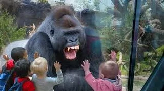 Zoo Animal Attacks kids  â dangerous  Animals That Don't Know What Glass Is![Epic Laughs]