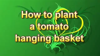 How to Grow Tomatoes in a Hanging Basket