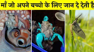 ऐसी माँ जीव जो अपने बच्चे के लिए खुदका बलिदान दे देती है | Amazing fact (ep-157) #shorts