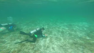 Queen Conch Research in the Florida Keys