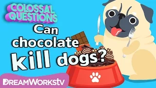 Will Chocolate Kill Your Dog? | COLOSSAL QUESTIONS