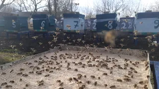 Ви ще зимуєте? А ми вже даєм бджолам білкову підкормку!