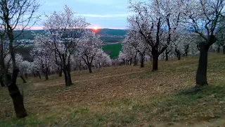 Relaxing music video almond orchard