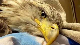 Man Saved A Dying Mama Eagle, But He Won't Know There Is a Big Surprise Waiting For Him!