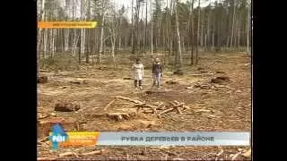 Нескончаемая рубка леса в Иркутском районе