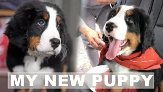 Bernese Mountain Dog Puppies - Bringing Home A New Puppy