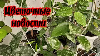 Цветочные новости // новости с лоджии